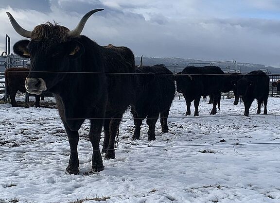 Rindvieh auf Winterweide